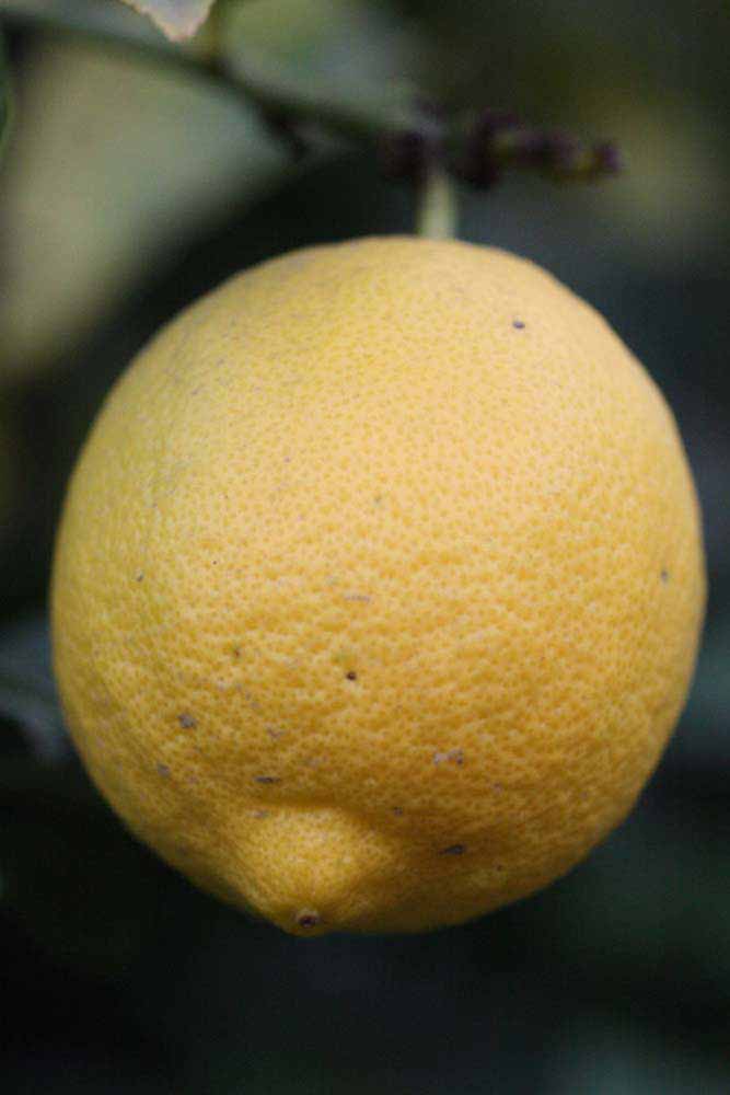                 Fruit (Cook, Riverside, CA)       